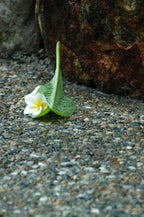 Aglomerante de Áridos. estabilizador para Piedras y Rocas de Jardin